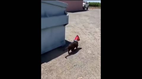 STREET😼CAT GOT INTO👀THE😾GARBAGE🤣😎🍺