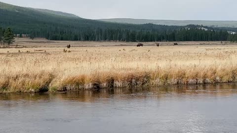 Yellowstone Bison