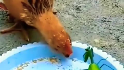 Funny chicken vidio 😂😂😂😂😱