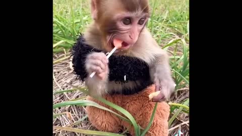 Funny Pets Videos