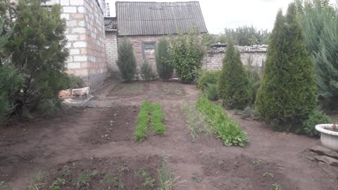 Little garden