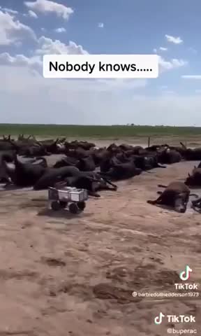 3,000 Cattle Die Over Weekend