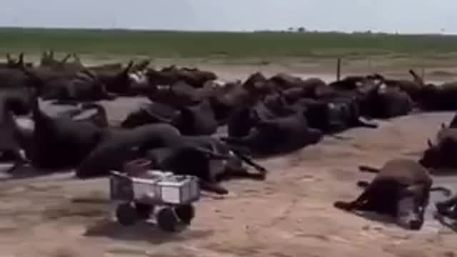 3,000 Cattle Die Over Weekend