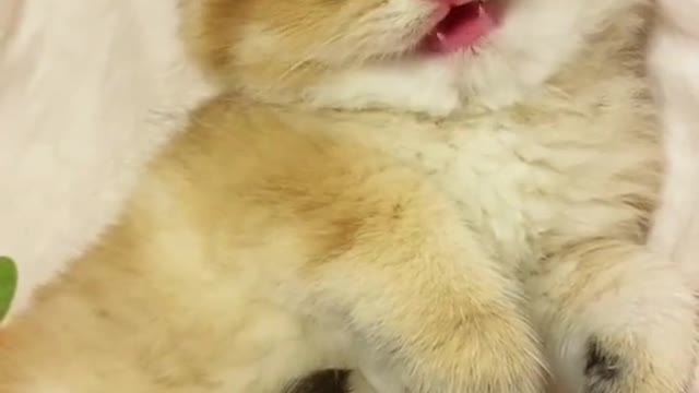 Guess what my cat is saying