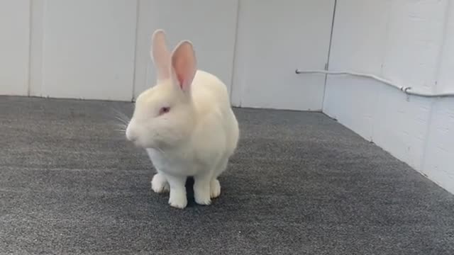 Cute little rabbit