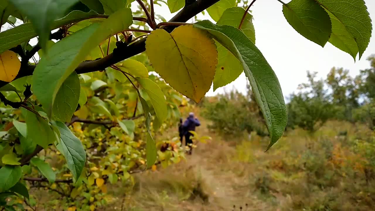 autumn in the city park