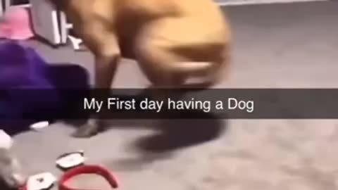 DOG GOING ABSOLUTELY CRAZY