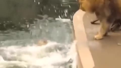 Funniest animal that will make your day