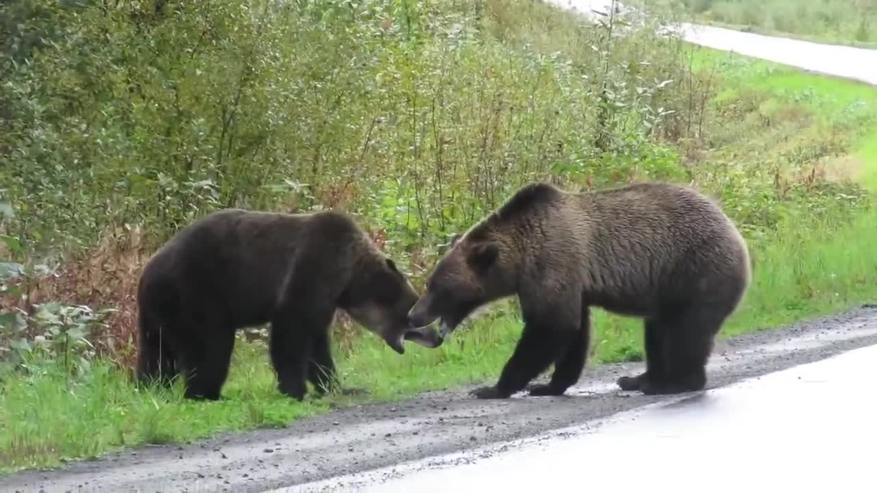 Great grizzly bear battle!