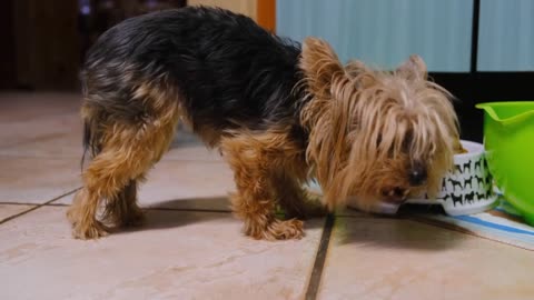 Dogs