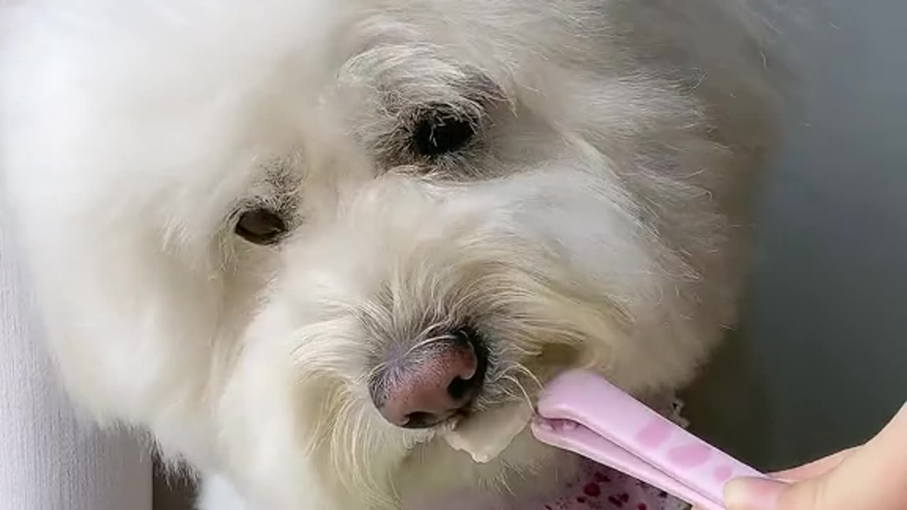 Puppy Pasta Party: Slurpy Noodle ASMR