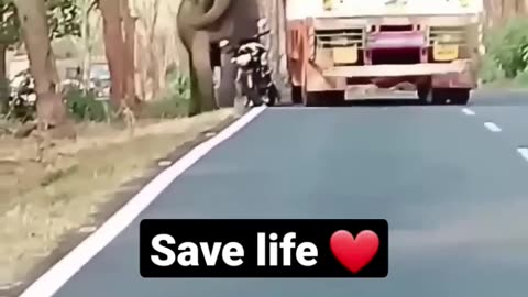 Respect for truck driver who save the life of 2 bikers from wild elephant 🐘