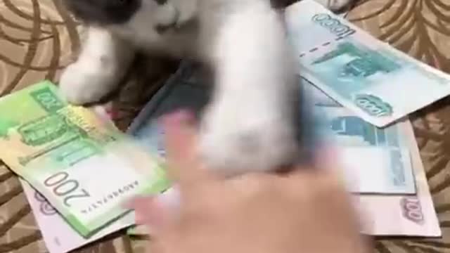 Funniest Cats and Dogs, Part 6