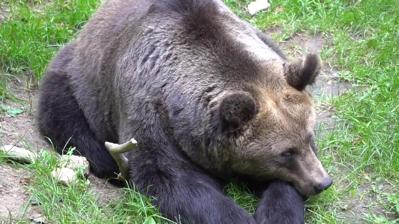 Black and Brown Bear Life Style | Black and Brown Bear Playing in Water and How to Live in Forest