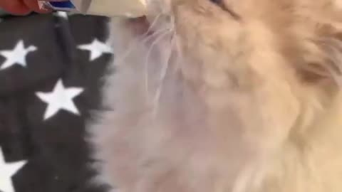 Cat/pussy cute reaction