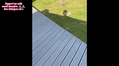 😂 Funniest Cats and Dogs Videos 😺🐶 ｜｜ 🥰😹 Hilarious Animal Compilation №143