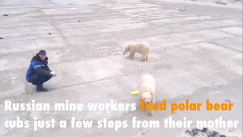 Russian mine workers feed polar bear cubs just a few steps from their mother.