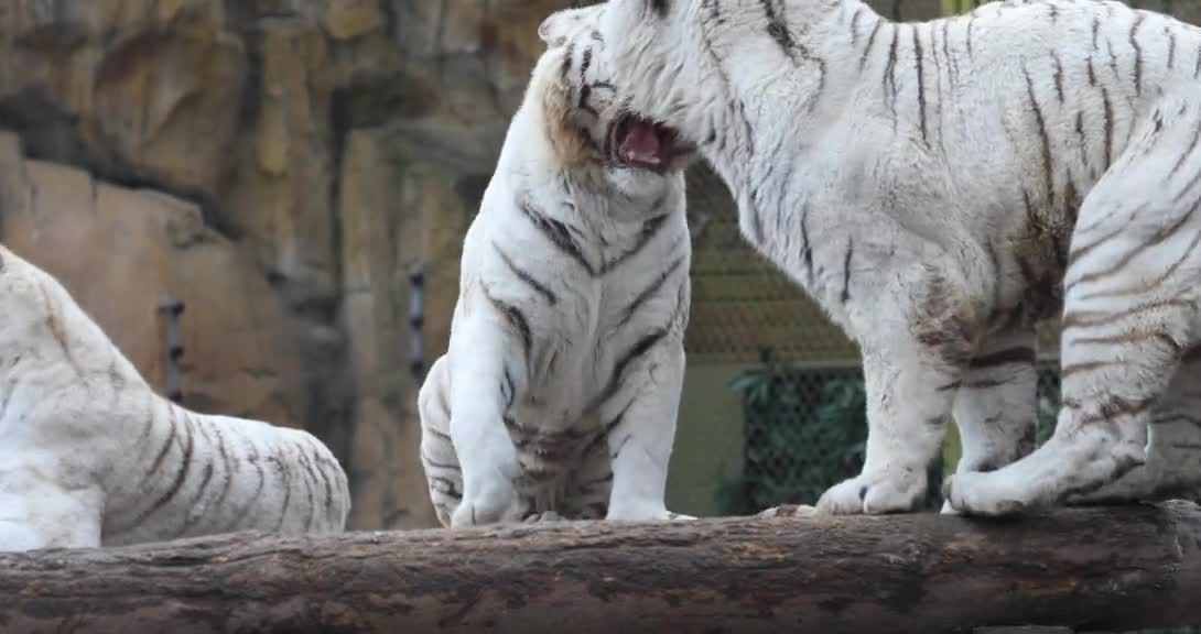Play out of bounds as soon as the camera opens # White Tiger