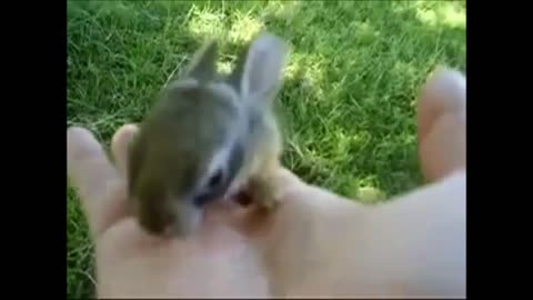 Lovely Baby Bunnies