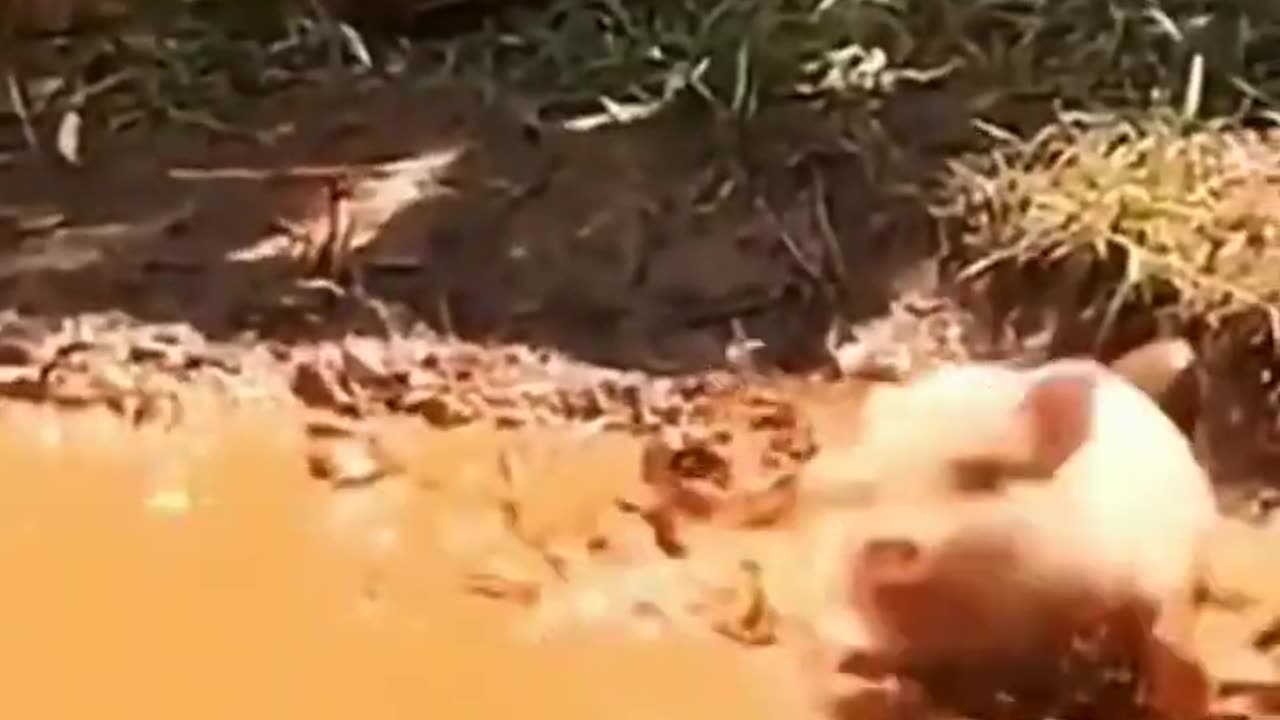 Funny video 2