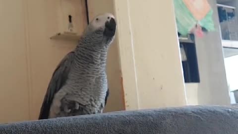 Zesu the African gray