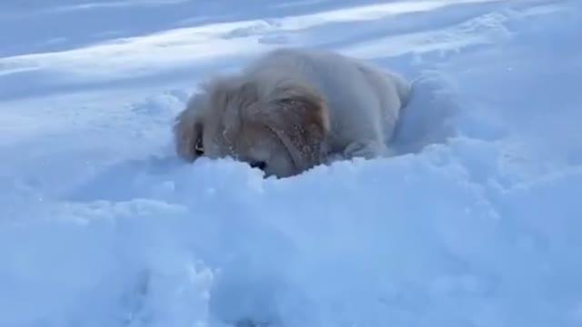 Snow ball play with Snow