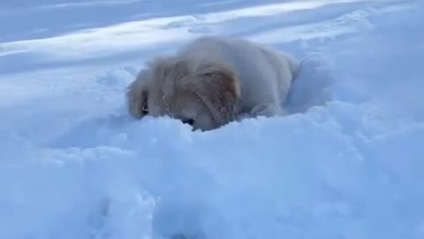 Snow ball play with Snow