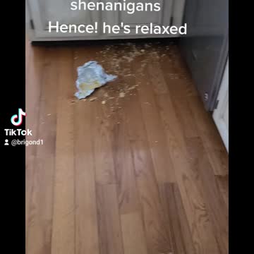 Pitbull guilty feeling