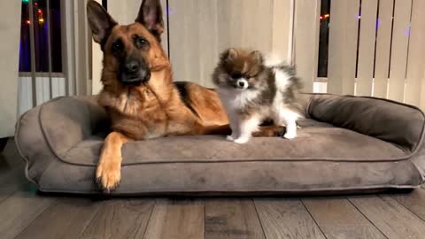 Tiny Pomeranian Plays With Big German Shepherd