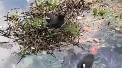 A duck builds its nest