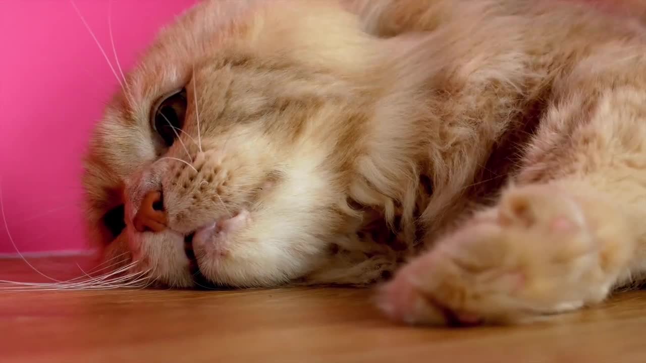 "Elvis Presley" Lynx