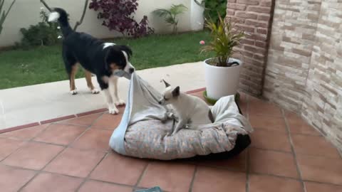 Dog Grabs Its Sleeping Bed Back From Smaller Dog