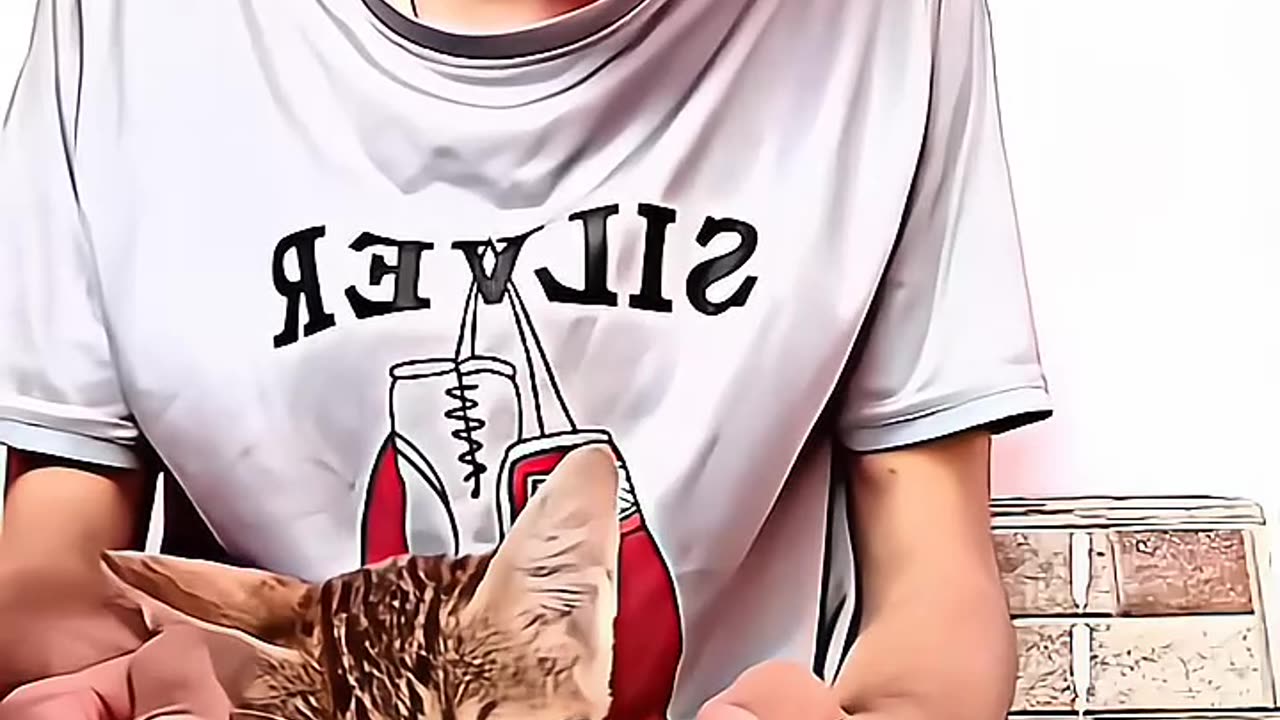 Cat video