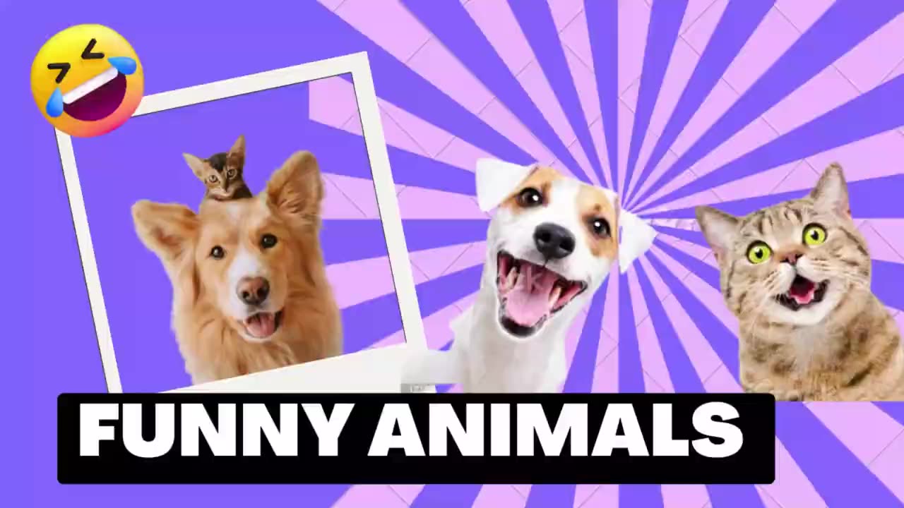 Funniest Animals 2023 😂 Funny Dogs😺 and Cats🐶 Videos 01