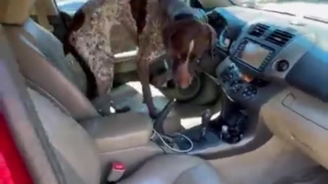 Dog doesn't want DAD to leave him ☻