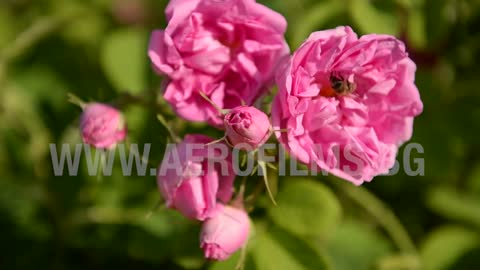 Bulgarian Roses - Aerofilms TEASER 1 - Timelapse