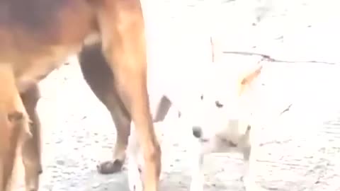 Big dog meeting with small doggy