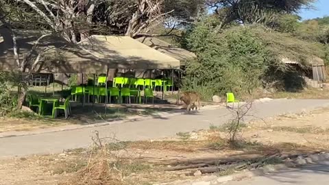 Brave Male Lion Crossing Picnic Area