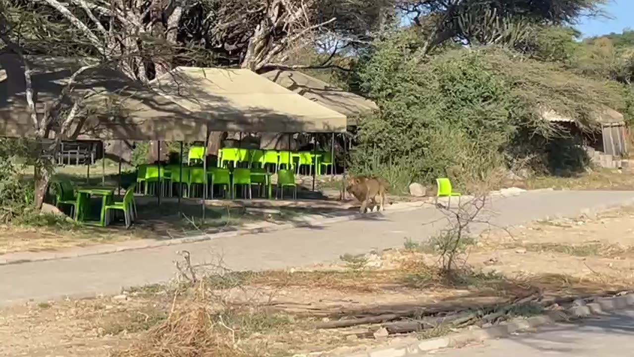 Brave Male Lion Crossing Picnic Area