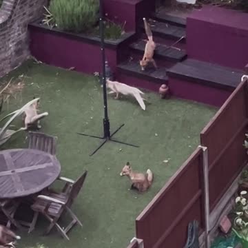 Fox misjudged the step