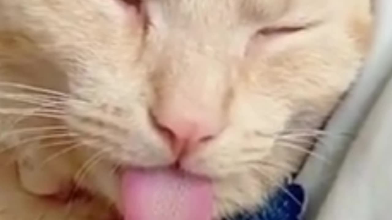 Funny Cat Video - Funny Cat Reaction Funny Cat Moments