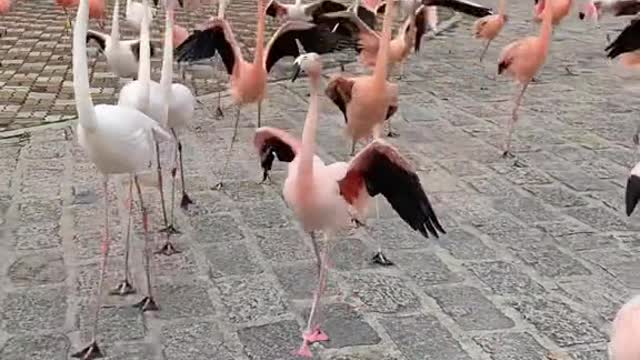 Flamingos walk the runway