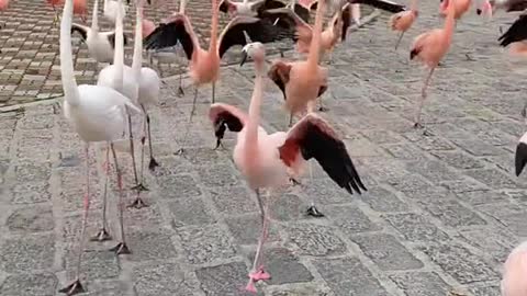 Flamingos walk the runway