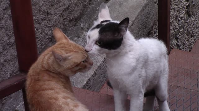 Video Of Cats Standing Near Each Other