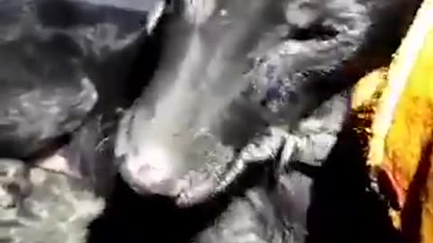 PHOENIX THE DOG HUGGED FOR THE FIRST TIME