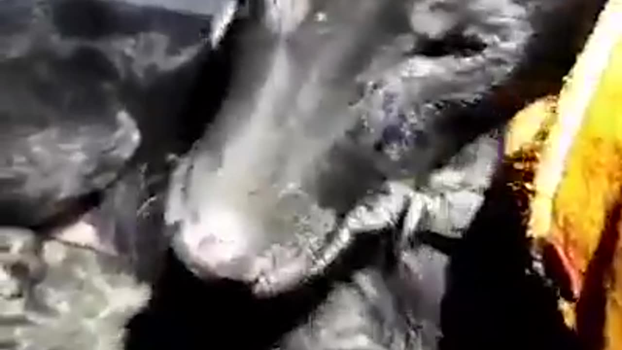 PHOENIX THE DOG HUGGED FOR THE FIRST TIME