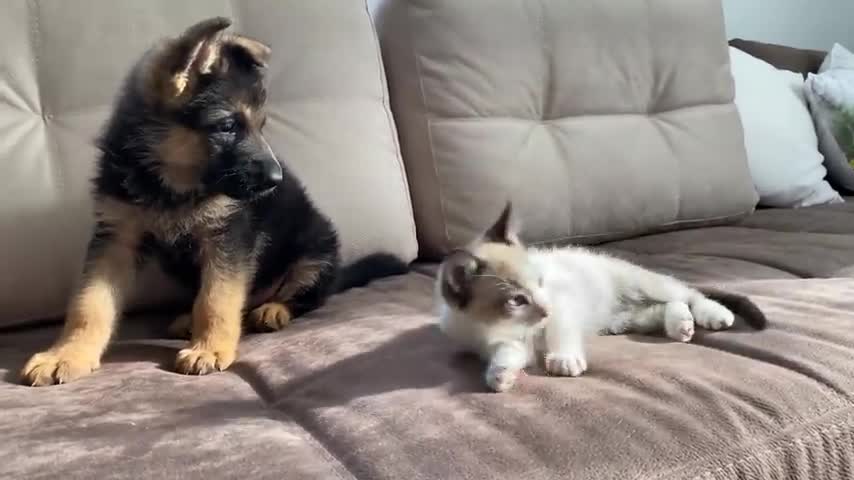 German Shepherd Puppy and Kitten Playing [TRY NOT TO LAUGH]