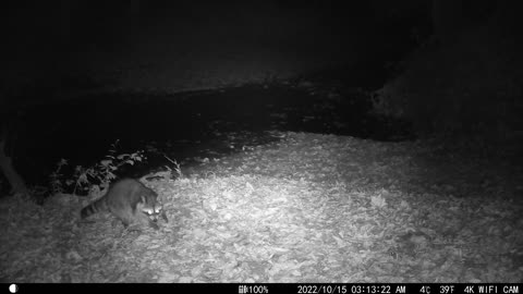 One Raccoon - Mountains of Tennessee