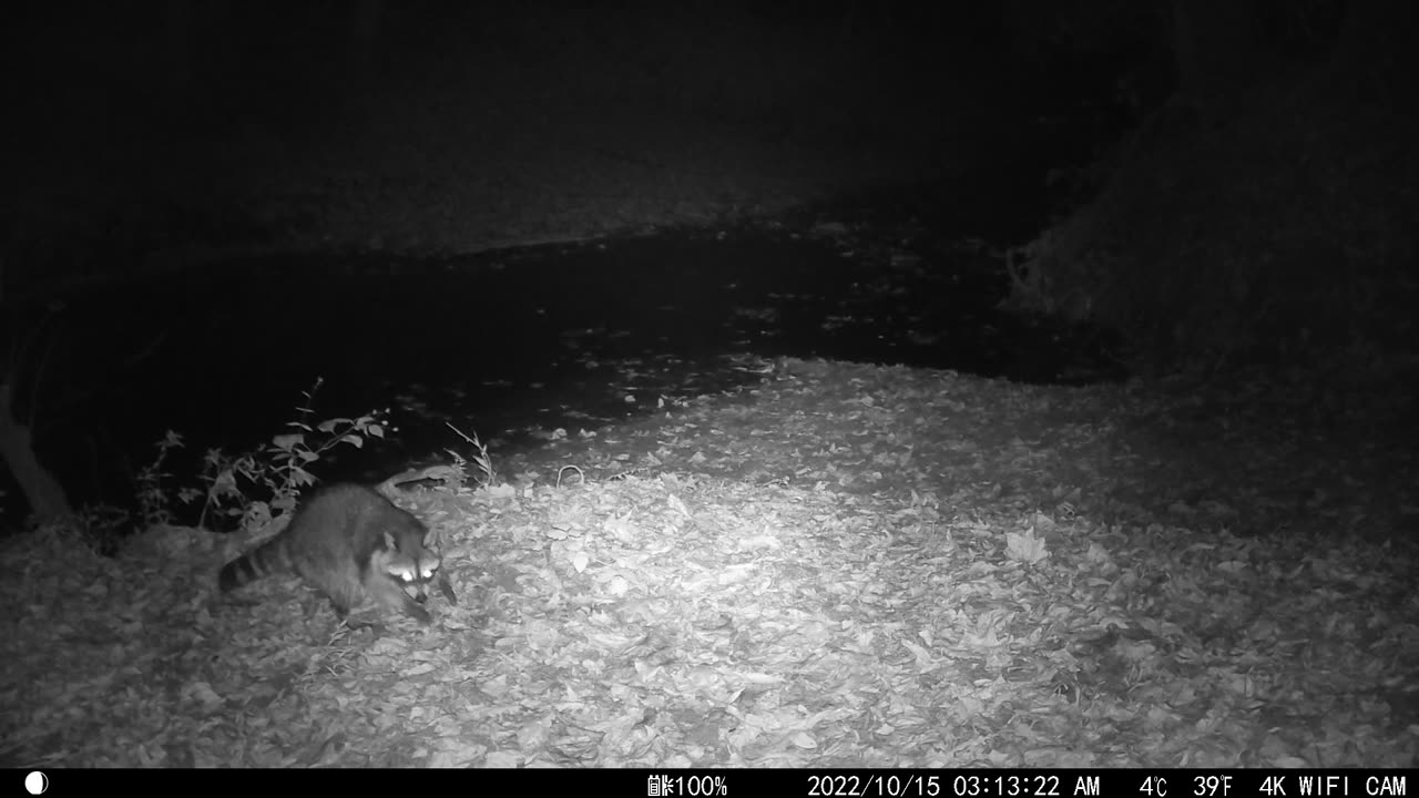 One Raccoon - Mountains of Tennessee