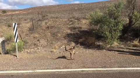 Man Rescues Baby Kangaroo From Underneath a Drain In Middle Of Road